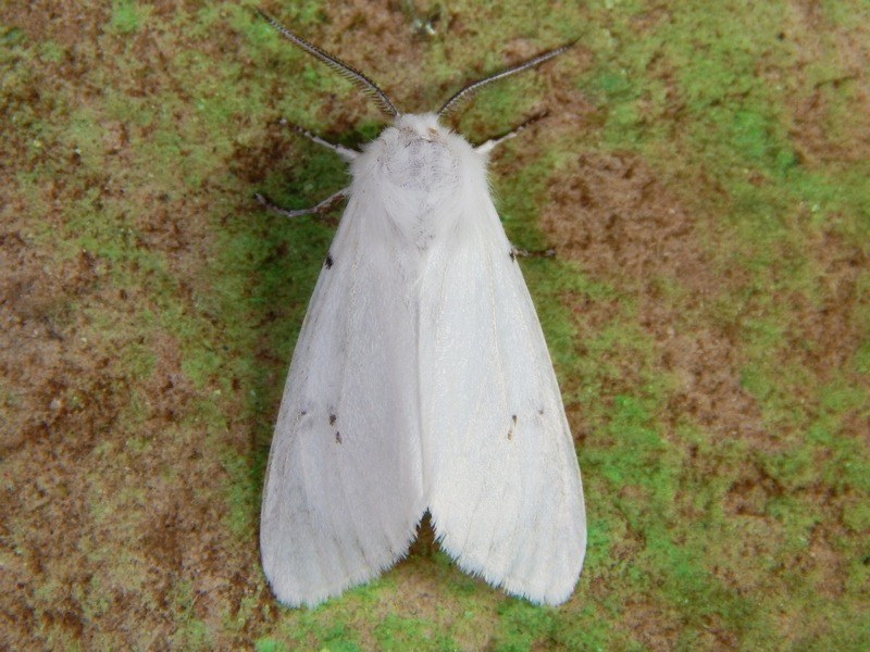 Spilosoma lubricipedum o urticae?...  Hyphantria cunea !